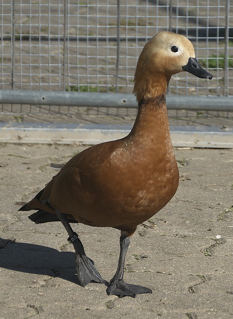 略有关联
